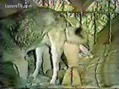 The dog's dick digs deep into her hole.